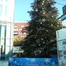 ビルの入口に背の高いクリスマスツリーがお目見えしてました。