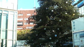 高いビルの横に背の高いクリスマスツリーがお目見え