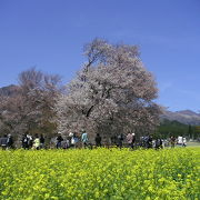 南阿蘇のおすすめ花見スポットはこちら！