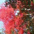 紅葉が最高　山歩きで目指す箕面の滝