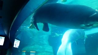 水族館になっています