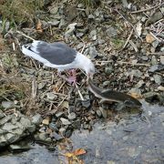 鮭とセグロカモメの格闘劇