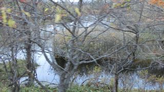 スケールの大きな湿原