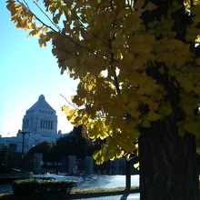 国会周辺のイチョウ並木が見頃でした。