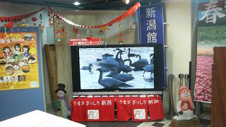 表参道で新潟米の弁当やおにぎりなどを味わえます