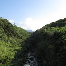 周辺の男川。カメがいた。