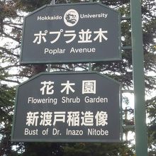北海道大学構内のポプラ並木と花木園