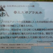 ポプラ並木の説明