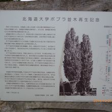 北海道大学ポプラ並木再生記念