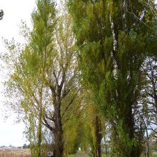 ８０ｍの並木に５１本植えられています