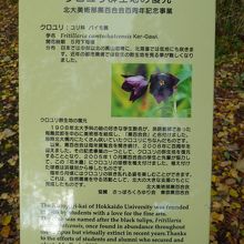 クロユリは５月下旬が見ごろとなります