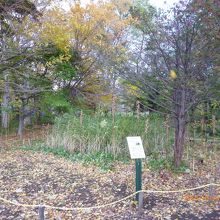 クロユリの群生地