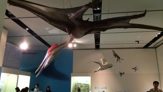 北九州観光の穴場とも言える、スケールの大きな自然博物館。