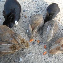 みんなモグモグ