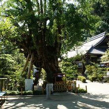 ご神木のイチョウ