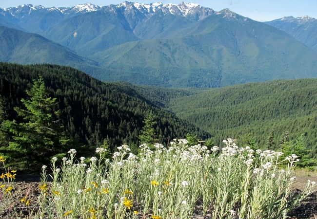 オリンピック山脈の眺望、たくさんの野生動物、満開の高山植物、三拍子そろったハリケーンヒル・トレイルがお勧めです