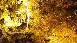 大銀杏とイルミネーション