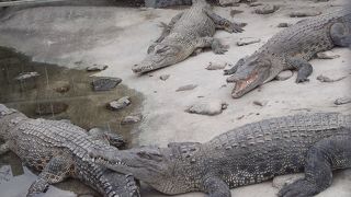 ワニがいるだけです（笑）