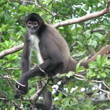 ラマナイ周辺の森にすむサル