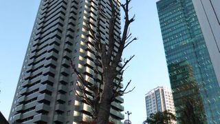 坂のど真ん中に巨木が