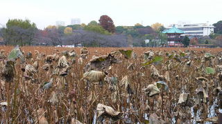 蓮の池
