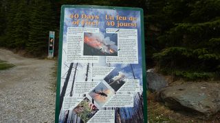 2003年の山火事で立ち枯れた林も新芽が出始めていました