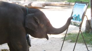 タイ旅行?　　チェンマイはメーサーエレアントキャンプが見所