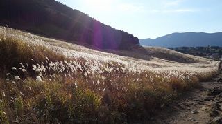 黄金色の絨毯のようでした