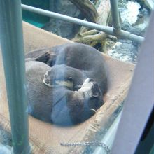セイウチとスナメリがかわいい By スイートピー 鳥羽水族館のクチコミ フォートラベル
