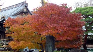 祐天寺の紅葉