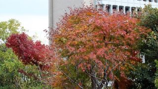 目黒区役所屋上にある庭園