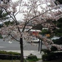 前沢サービスエリア上り線の桜。