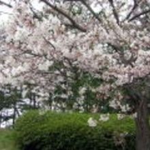 前沢サービスエリア上り線の桜。
