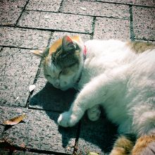 境内では神社の飼い猫　福猫ちゃんがお昼寝している時多し！