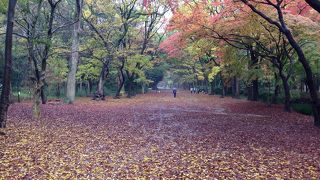 ただすのもり、と読むらしい