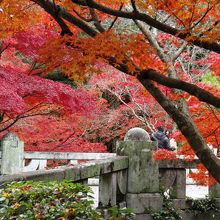 庭園入口までにも紅葉が楽しめます