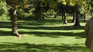 リスがたくさんいました