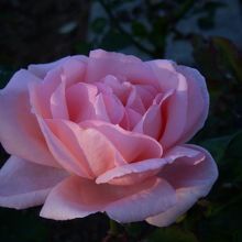 ローズガーデンの薔薇、「はまみらい」は優雅なピンク。