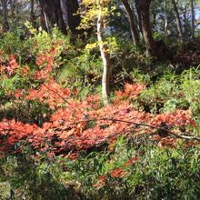 摂津峡のもみじ谷の紅葉です。
