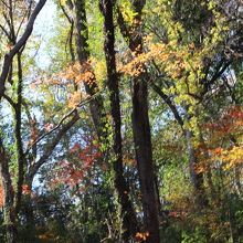 晴れていて残り紅葉が綺麗でした。