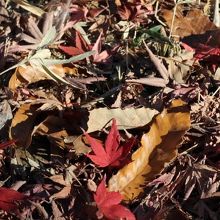 紅葉の落ち葉も素敵に見えました。