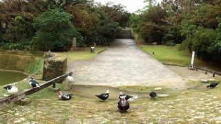 怪鳥？　バリケンに出会えます（円鑑池）