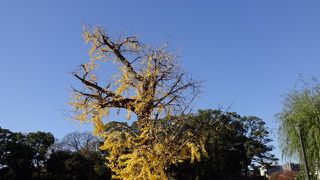 意味深い、頑張って生き延びたイチョウ。
