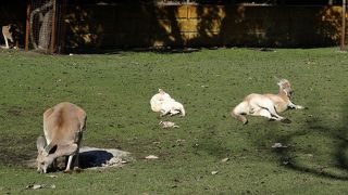 マラパナ・ワイルドライフワールド