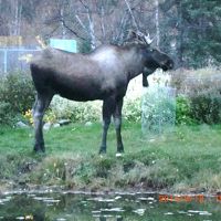 リスやヘラジカが敷地内にいました。