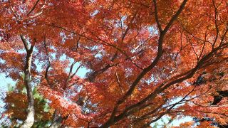 紅葉祭りがおこなわれていました