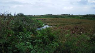 普通の湿原