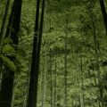 竹林が最高！
