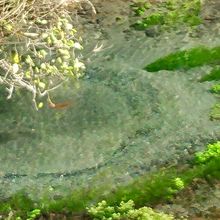 清みきった湧水