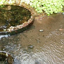 黒く見えるのはお魚